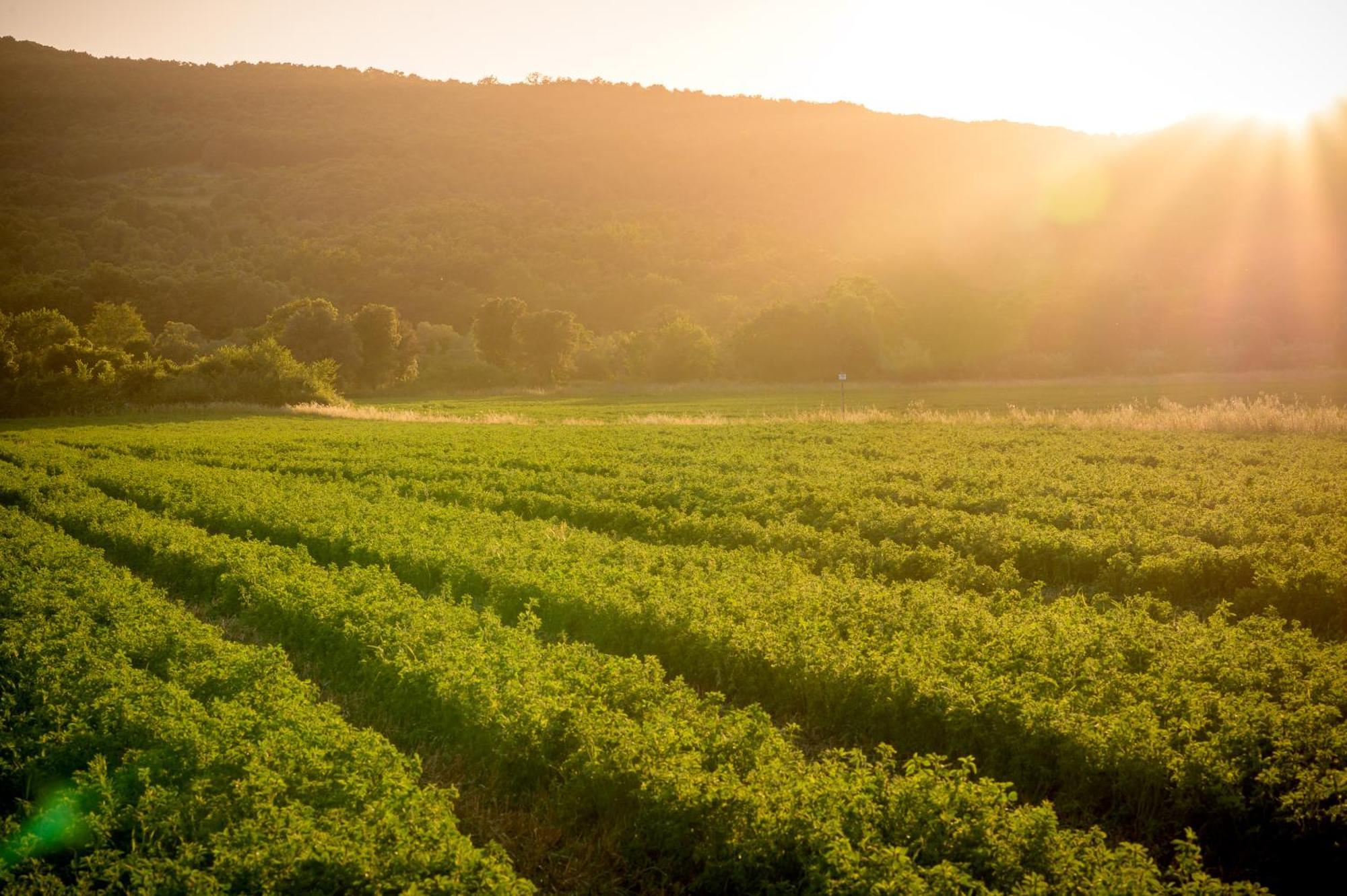 Tenuta Il Cicalino Massa Marittima Luaran gambar